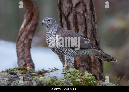 Weiblicher Goschawk (Accipiter gentilis) auf Waldboden. Südnorwegen, Januar. Stockfoto