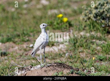 Doppelbändiger Kurser (Rhinoptilus africanus) seltene leuzistische Färbung, Etosha Nationalpark, Namibia. Stockfoto