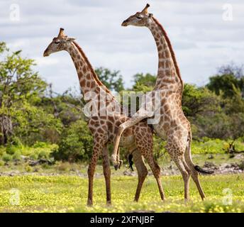 Giraffe (Giraffa cameloparalis) Männchen in dominanter Paarung, Etosha Nationalpark, Namibia, März. Stockfoto