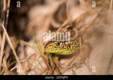 Sandechse (Lacerta agilis) Porträt des Mannes, Studland Bay, Dorset, Großbritannien. April 2017. Stockfoto