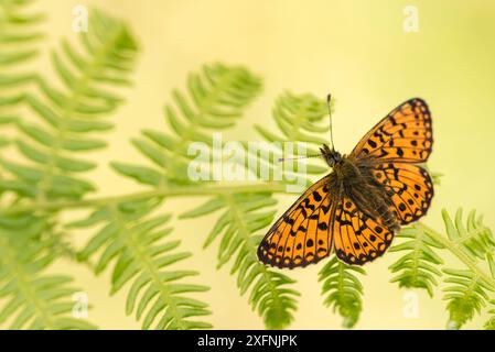 Kleiner Perlenrand Fritillary (Boloria selene), Marsland Mouth, Cornwall/Devon, Großbritannien. Mai 2017. Stockfoto