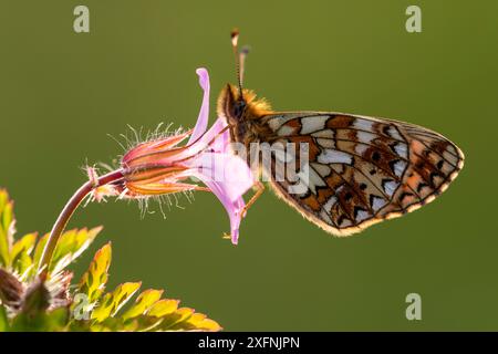 Kleine Perle - grenzt Fritillaryschmetterling (Boloria selene), Marsland Mund, Cornwall, UK. Juni 2016. Stockfoto