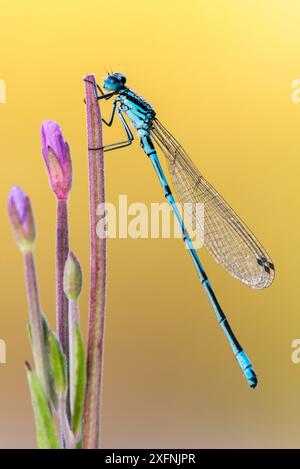 Männliche Azurfliege (Coenagrion puella), frühmorgendliches Licht, Broxwater Pond, Cornwall, Großbritannien. August 2016. Stockfoto