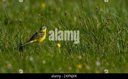 Westlicher gelber Bachstelz (Motacilla flava) auf der Suche nach Gras Vendee, Frankreich, April Stockfoto