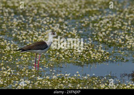 Schwarzflügelstelze (Himanthopus himanthopus) im Wasser mit gewöhnlichen Wassermaulfußblüten (Ranunculus aquatilis), Vendeen Marsh, Frankreich, April Stockfoto