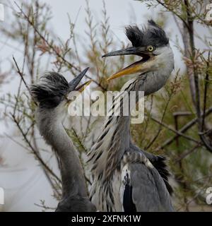 Graureiher (Ardea cinerea) Küken kämpfen auf dem Nest, Pont de Gau, Camargue, Frankreich, Mai Stockfoto