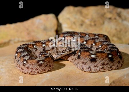 Ocellated Teppichviper (Echis ocellatus) in Gefangenschaft, von Mauretanien bis Kamerun. Stockfoto