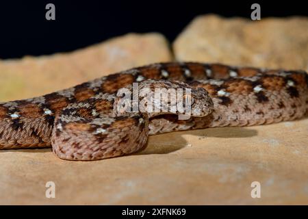 Ocellated Teppichviper (Echis ocellatus) in Gefangenschaft, von Mauretanien bis Kamerun. Stockfoto