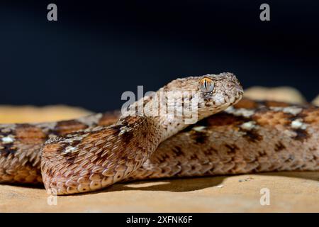 Ocellated Teppichviper (Echis ocellatus) in Gefangenschaft, von Mauretanien bis Kamerun. Stockfoto