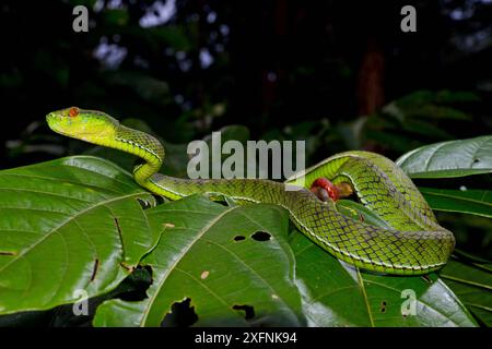 Sabah Bambusotter (Ein älterer Name sabahi) Porträt, Siberut Island. West Sumatra Stockfoto