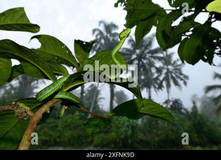 Sabah Grubenviper (Trimeresurus sabahi) im Baum, Siberut Insel. West Sumatra Stockfoto