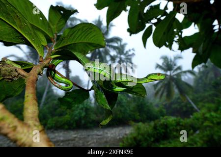 Sabah Grubenviper (Trimeresurus sabahi) im Baum, Siberut Insel. West Sumatra Stockfoto