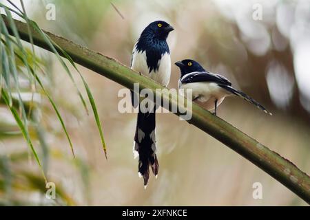 Magpie Tanager (Cissopis leverianus) Parque do Zizo Private Reserve, Sao Paulo, Atlantischer Wald Südostreservate UNESCO-Weltkulturerbe, Brasilien. Stockfoto