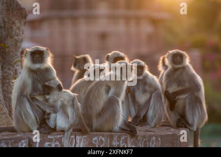 Hanuman langurs (Semnopithecus entellus) Gruppe Mandore Garden, Jodhpur, Indien. März 2015. Stockfoto