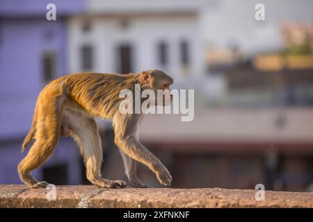 Rhesus-Makaken-Affe (Macaca mulatta), die entlang der Mauer in der Nähe des Galta Gate, Jaipur, Rajasthan, Indien, spazieren Stockfoto