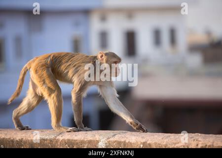 Rhesusmakaken (Macaca mulatta) in der Nähe von Galta Gate, Jaipur, Rajasthan, Indien Stockfoto