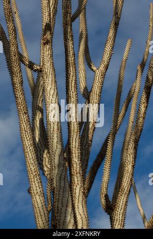Octopus Tree (Didiera Madagascariensis), stachelige Wald, Berenty, Madagaskar Stockfoto