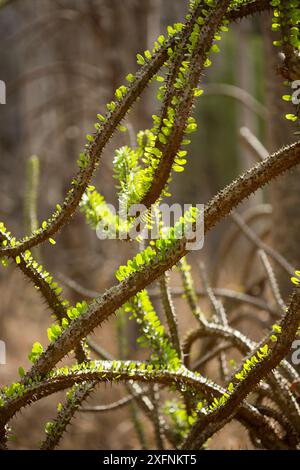 Tintenfisch (Didiera madagascariensis), Spiny Forest, Berenty, Madagaskar Stockfoto