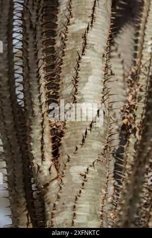 Tintenfisch (Didiera madagascariensis), Spiny Forest, Berenty, Madagaskar Stockfoto