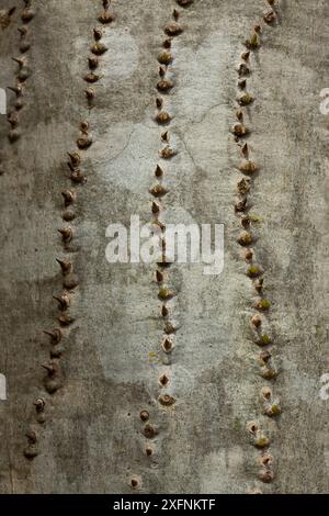 Tintenfisch (Didiera madagascariensis), Spiny Forest, Berenty, Madagaskar Stockfoto