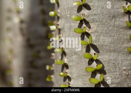 Octopus Tree (Didiera Madagascariensis), stachelige Wald, Berenty, Madagaskar Stockfoto