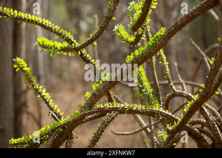 Octopus Tree (Didiera Madagascariensis), stachelige Wald, Berenty, Madagaskar Stockfoto