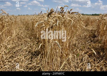 Blick auf ein Weizenfeld während der Erntezeit auf einem Bauernhof in der Nähe von Zaporischzhia. In diesem Jahr (2024) wird die Bruttokornernte in der Ukraine etwa 60 Millionen Tonnen betragen. Aufgrund des Krieges hatten die Bauern weniger materielle Ressourcen, so dass die Ernte nicht wesentlich gesteigert werden kann. Dies (60 Millionen Tonnen) wird nicht ausreichen, um die Exporte zu steigern. Diese Stellungnahme wurde vom Präsidenten des ukrainischen Agrarbundes, Leonid Kozachenko, geäußert. Stockfoto