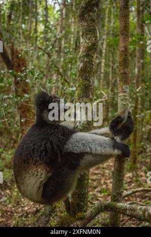 Indri Lemur (indri indri) Nationalpark Andasibe-Mantadia, Region ilaotra-Mangoro, Osten Madagaskars. Bedrohte Tierarten. Stockfoto