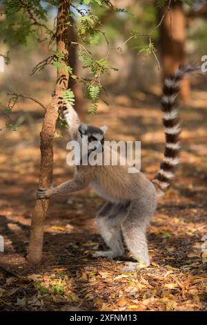 Ringschwanzlemur männlich (Lemur catta) männliche Duftmarkierung, Berenty Reserve, Madagaskar. Stockfoto