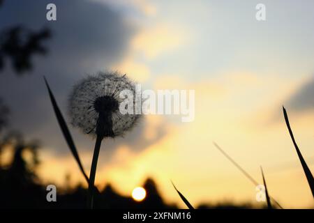 Dieses Foto zeigt die Silhouette eines einzelnen Löwenzahn vor einem lebendigen Sonnenunterganghimmel. Stockfoto