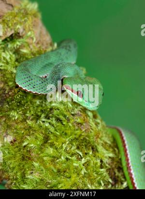 Papstes Grubenviper (Trimeresurus popeorum) stammt aus Nordindien, Südostasien und Teilen Indonesiens. Stockfoto