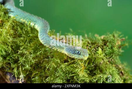 Porträt der Strauchviper (Atheris squamigera), endemisch in West- und Zentralafrika Stockfoto