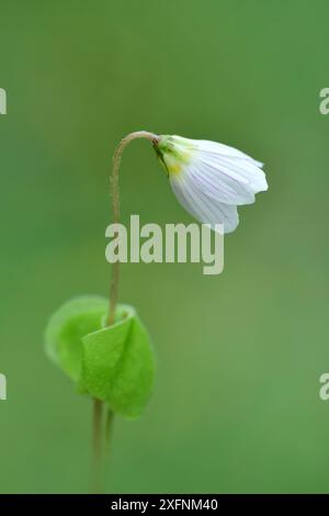 Wood Sauerampfer (Oxalis acetosella) Co. Armagh, Nordirland. Stockfoto