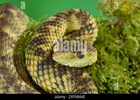 Kameruner Buschviper (Atheris broadleyi) kommt in Westafrika vor. Stockfoto