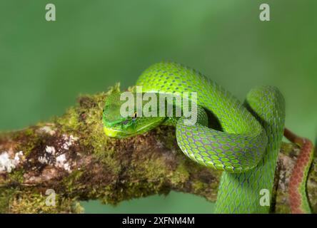 Gumprechts Grüngrubenviper (Trimeresurus gumprechti) ist in Thailand vorkommend. Stockfoto