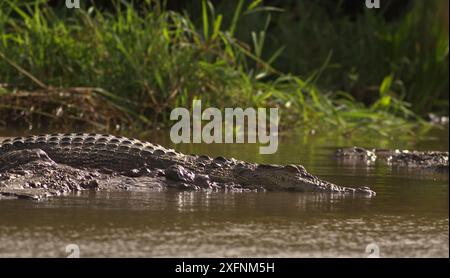 Nahaufnahme eines riesigen Krokodils, das im Wasser und Schlamm des Flusses gleitet und plätschert; Salzwasserkrokodil (Crocodylus porosus) vom Nilwala-Fluss Sri Lanka Stockfoto