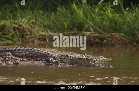 Nahaufnahme eines riesigen Krokodils, das im Wasser und Schlamm des Flusses gleitet und plätschert; Salzwasserkrokodil (Crocodylus porosus) vom Nilwala-Fluss Sri Lanka Stockfoto