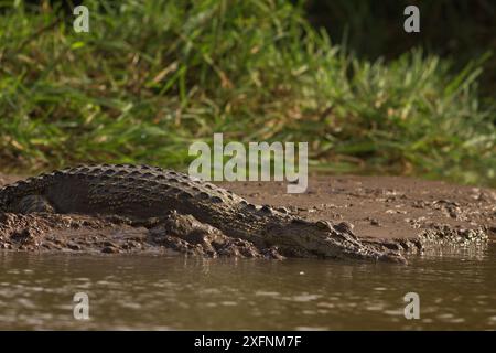 Nahaufnahme eines riesigen Krokodils, das im Wasser und Schlamm des Flusses gleitet und plätschert; Salzwasserkrokodil (Crocodylus porosus) vom Nilwala-Fluss Sri Lanka Stockfoto