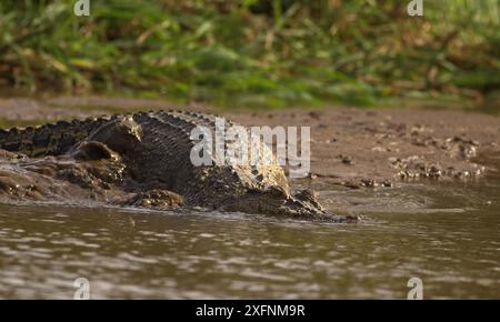 Nahaufnahme eines riesigen Krokodils, das im Wasser und Schlamm des Flusses gleitet und plätschert; Salzwasserkrokodil (Crocodylus porosus) vom Nilwala-Fluss Sri Lanka Stockfoto