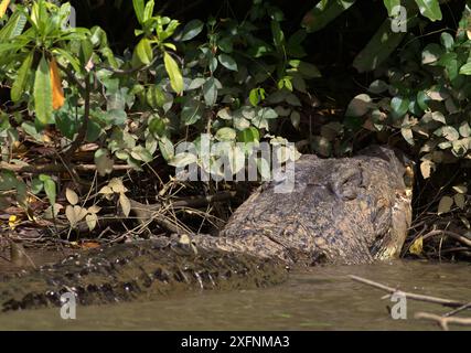 Nahaufnahme eines riesigen Krokodils, das im Wasser und Schlamm des Flusses gleitet und plätschert; Salzwasserkrokodil (Crocodylus porosus) vom Nilwala-Fluss Sri Lanka Stockfoto