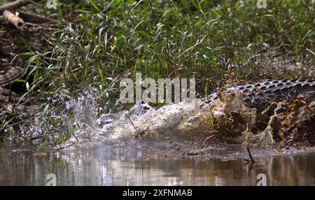 Nahaufnahme eines riesigen Krokodils, das im Wasser und Schlamm des Flusses gleitet und plätschert; Salzwasserkrokodil (Crocodylus porosus) vom Nilwala-Fluss Sri Lanka Stockfoto