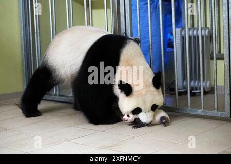 Riesenpanda (Ailuropoda melanoleuca) Mutter Huan Huan, Baby abholen, Alter 1 Monat, Beauval Zoo, Frankreich. Sequenz 4 vom 5. September 2017. Stockfoto