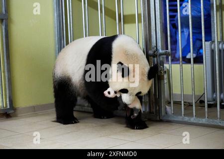 Riesenpanda (Ailuropoda melanoleuca) Mutter Huan Huan, Baby abholen, Alter 1 Monat, Beauval Zoo, Frankreich. Sequenz 5 vom 5. September 2017. Stockfoto