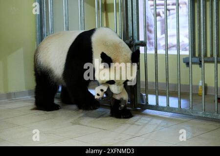 Riesenpanda (Ailuropoda melanoleuca) Mutter Huan Huan, Baby abholen, Alter 1 Monat, Beauval Zoo, Frankreich September 2017. Stockfoto