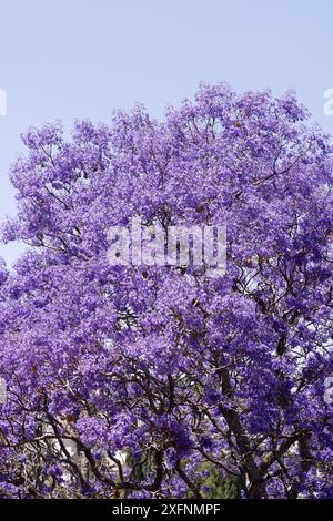 Blauer Jacaranda-Baum, Jacaranda Mimosifolia, blüht am blauen Himmel, Mexiko Stockfoto