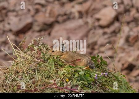 Pika (Ochotona princeps) auf Heuhaufen im Bridger National Forest, Wyoming, USA. August. Stockfoto