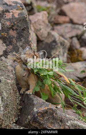 Pika (Ochotona princeps) bringt Vegetation auf Heuhaufen, im Bridger National Forest, Wyoming, USA, August. Stockfoto