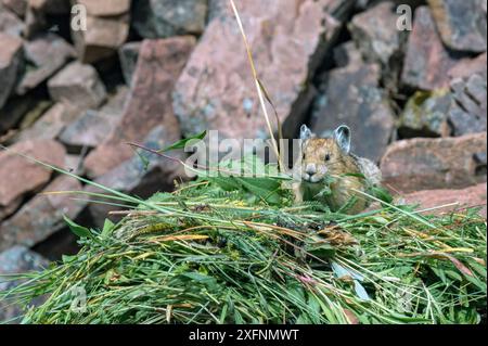 Pika (Ochotona princeps) auf Heuhaufen im Bridger National Forest, Wyoming, USA. Juni. Stockfoto