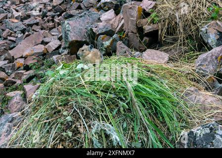 Pika (Ochotona princeps) auf Heuhaufen im Bridger National Forest, Wyoming, USA. Juli. Stockfoto