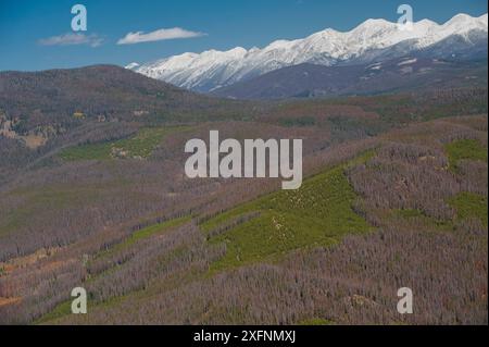 Luftaufnahme des Lodgepole Pine Forest (Pinus contorta) mit vielen toten Bäumen, die vom Bergkieferkäfer (Dendroctonus ponderosae) Granby, Colorado, USA getötet wurden. Oktober. Der aktuelle Ausbruch von Bergkieferkäfern ist besonders aggressiv. Dies ist auf den Klimawandel, das Anpflanzen von Monokulturen und die Brandbekämpfung zurückzuführen. Stockfoto